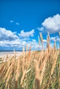 Beach Gras at the beach of Denmark