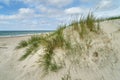 Beach gras on a sand dune at the North Sea coast in Denmark