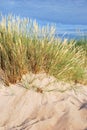 Beach grass