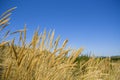 Beach Grass