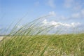 Beach grass Royalty Free Stock Photo