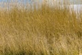 Beach Grass at the Achterwasser in Usedom Royalty Free Stock Photo