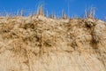 Beach grass, Ammophila