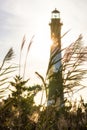 Backlit lighthouse and beach grass - Selective focus Royalty Free Stock Photo