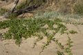 Beach grass and beach morning glory plants on sand dunes Royalty Free Stock Photo