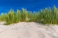 Beach grass on the beach at SPO Royalty Free Stock Photo