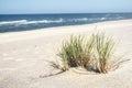 Beach grass bush on white sand at North sea. Summer beach day Royalty Free Stock Photo