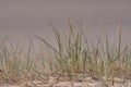 Beach grass close up in soft sand beach Royalty Free Stock Photo