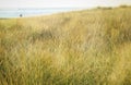 Beach Grass, Couple in Distance. Sea. Lake. Royalty Free Stock Photo