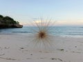 Beach grass that detaches from its stems and runs when blown by the sea breeze