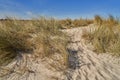 Beach grass on the dunes of the North Sea coast Royalty Free Stock Photo