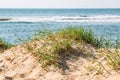 Beach Grass in Dunes in Virginia Beach with Ocean Background Royalty Free Stock Photo