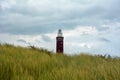 Beach grass with lighthouse Westhoofd in Ouddorp in the Netherlands