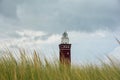 Beach grass with lighthouse Westhoofd in Ouddorp in the Netherlands