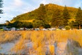 Beach grass golden in sunrise