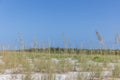 Beach Grass Marco Island Florida Royalty Free Stock Photo