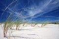 Beach grass (Marram grass) Royalty Free Stock Photo