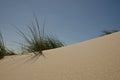 Beach Grass Marrams on sandy beach dunes