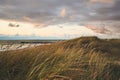 beach grass at northern Denmark