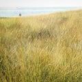 Beach Grass, People in Distance. Sea. Lake. Royalty Free Stock Photo