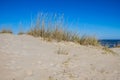 Beach Grass on Sand Dune at Sandbridge Beach in Virginia Royalty Free Stock Photo