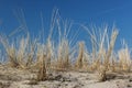 Beach Grass in sand dunes Royalty Free Stock Photo