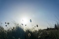 Beach grass silhouette against rising sun Royalty Free Stock Photo