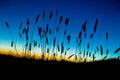 Beach Grass Silhouette at Sunset Royalty Free Stock Photo