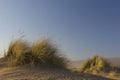 Beach grass blowing in wind on rippled sand Royalty Free Stock Photo