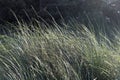 Beach grasses blowing in the breeze