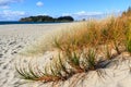 Beach grasses in the sand, with the ocean and an island in the background