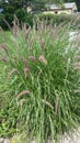 Beach Grasses yard grass