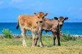 Two calves on a beach - two baby cows - two bulls - calf - looking at photographer, with the sea behind them Royalty Free Stock Photo