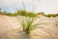 Beach Green grass on white sand on the sand dunes in the wind.Beach summer background. Royalty Free Stock Photo