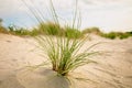 Beach Green grass on white sand on the sand dunes in the wind.Beach summer background.Summer mood. Royalty Free Stock Photo