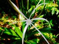 Beach Green-tinge spiderlily | Hymenocallis speciosa flower