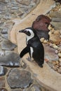 Beach Gulf Coast penguins florida