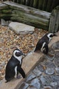 Beach Gulf Coast penguins florida