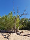 The beach of the Gulf of Finland. Sand, green bushes, dry tree against the Sunny cloudless sky on a summer day Royalty Free Stock Photo