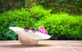 Beach hat with sunglasses and gerbera daisy flowers Royalty Free Stock Photo