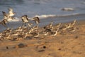 Beach Hopping Plovers