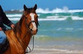 Beach horse ride Royalty Free Stock Photo