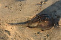 Beach with a Horseshoe Crab Sitting in the Sand Royalty Free Stock Photo