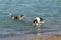 Beach hounds playing in the water at a dog park Royalty Free Stock Photo