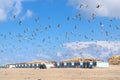 Beach huts and seagulls at the beach Royalty Free Stock Photo