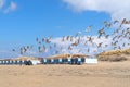 Beach huts and seagulls at the beach Royalty Free Stock Photo