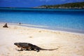 Beach Iguana