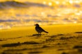 Beach is illuminated by the sunset and bird silhouette Royalty Free Stock Photo