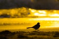 Beach is illuminated by the sunset and bird silhouette Royalty Free Stock Photo