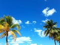 beach isla mujeres mexico palm trees Royalty Free Stock Photo